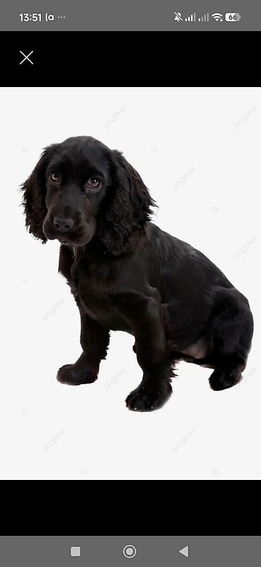 haski it adlari: Koker Spaniel balalari oktyabirin 1dogulublar 5eded disi ve erkey — 2