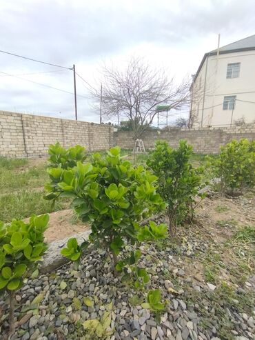 zire bitkisi: Круглый год зелёные кусты