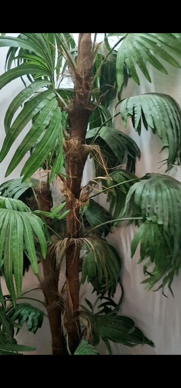 занавеска бу: Красивая Искусственная пальма которая выглядит как натуральная. Очень