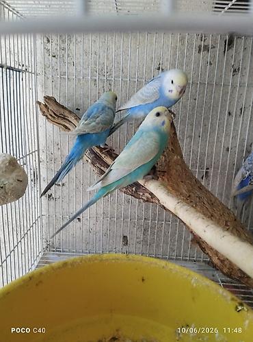 Nömrəli qəfəsdə müxtəlif rəngli dalğalı tutuquşular lalafo.az -da Nömrəli qəfəsdə müxtəlif rəngli dalğalı tutuquşular