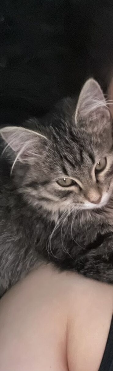 мраморный вислоухий кот: Абиссинская, 2 месяца, Девочка, Серый, Приучена к лотку