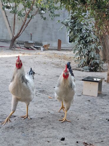 бройлеры оптом: Продаю куры породы брама 4 шт мрамор светлый, белый, )))) 2 петуха