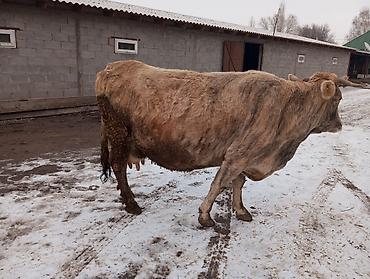 дойный коровы: Продаю | Корова (самка) | Алатауская | Для молока — 2