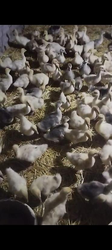 ördək yumurtası satışı: Qaz balaları – sağlam və canlı sürü - Cins: təsərrüfat qazları (ağ və — 5