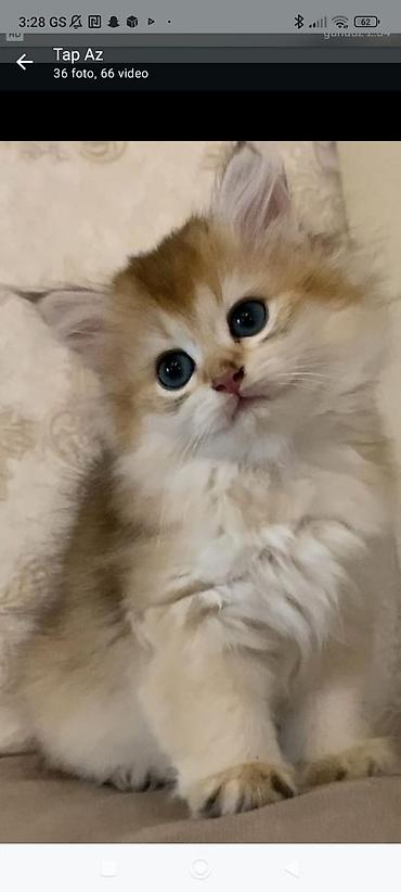 шотландский вислоухий котенок баку: Шотландская вислоухая — 3