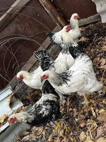 охотничий собака: Продаю | Куры | Полубрама | Для разведения