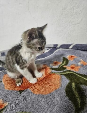 сколько стоит шиншилла маленькая: 1 месяц, Девочка