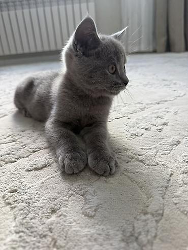 кот британский: Британский короткошёрстный котёнок, окрас сплошной голубой (серый) — 1