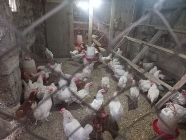 qus yuvasi: Yumurtayan toyuqlar satılır xoruz yoxdu içində ancaq toyuq 40eded