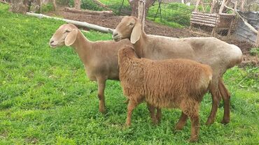 продаю козу: Продаю | Овца (самка), Ягненок | Арашан | Для разведения | Матка, Ярка