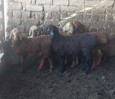 Бараны, овцы: Продаю | Ягненок, Баран (самец) | Арашан | Для разведения | Племенные, Осеменитель