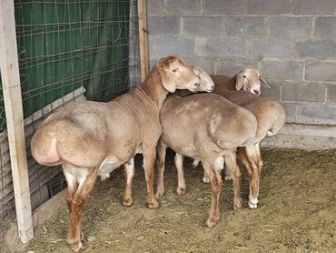 Бараны, овцы: Продаю | Овца (самка), Баран (самец) | Гиссарская, Арашан