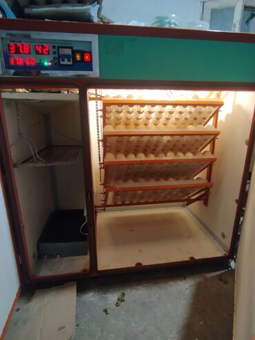 голубей птица: Продаю инкубатор: вмещается 532 куриных яиц, перепелиных 880 яиц В
