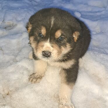 Продажа собак: Алабай, 1 месяц, Самец, С родословной