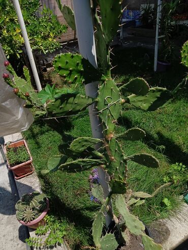 большие растения: Продается очень большой Кактус 🌵Высота метр очень в хорошем состоянии