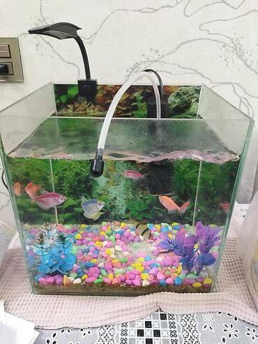 шиншилла кошка цена: 10 eded baliq ishiqi .100 azn yaxin alinib