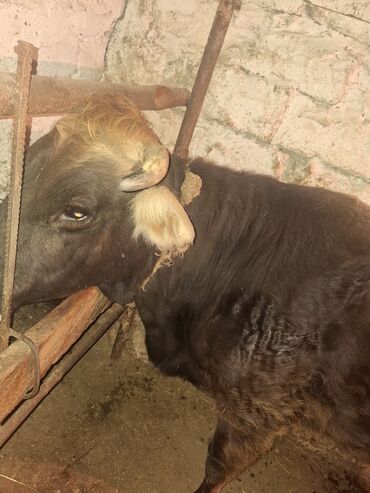 Inəklər, öküzlər: 3 de qisir iney 4850 ze deyirem kom satilir tekliyende qiymet ferqli — 3