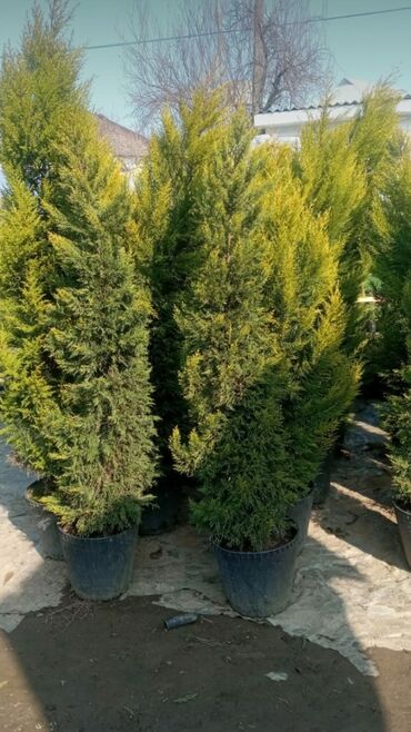 Çöl bitkiləri: Piramida,Arizona konos pixtda,limoni yolkaleylandra,v.s yolkalar — 3