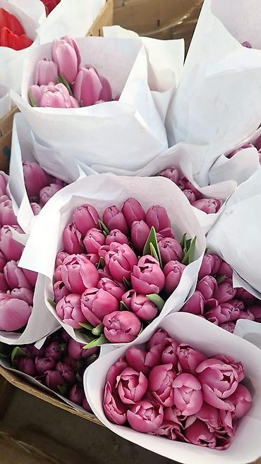 Тюльпан: Тюльпаны оптом и в розницу !!! Можно букет заказать цены самые — 2