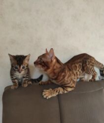 показы 1 354 72 договорная кошка даром британская короткошёрстная 1 год мальчик метис 2 позвонить написать: Бенгал, 2 айлык, Эркек, Кара, Лотокко барууга үйрөтүлгөн