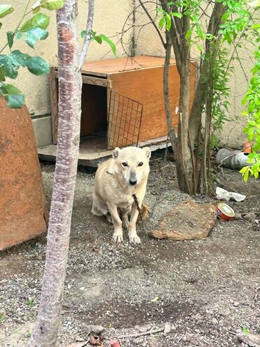 İtlər: Zvonok, 2 ay, Dişi, Ünvandan götürmə, Ödənişli çatdırılma