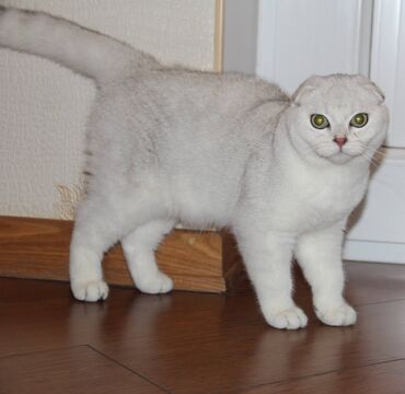 персидский кот: Чистокровные шиншилла силвер от родителей с родословными. Возраст 9