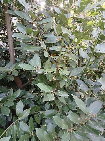puste ağacı: Dəfnə ağacı (laurel) təqdim olunur. Şəkillərdə göründüyü kimi bitki — 2