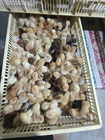 Cücələr: Sort cucelerin satisi 65-70 qepikden baslayir her nov satışda cuce — 9