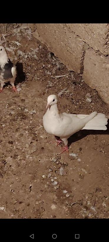 papuqay type 0: Draconlar hazir cutlerdi qisa dimdiklerdendi beleleri az azdi. Ag — 7