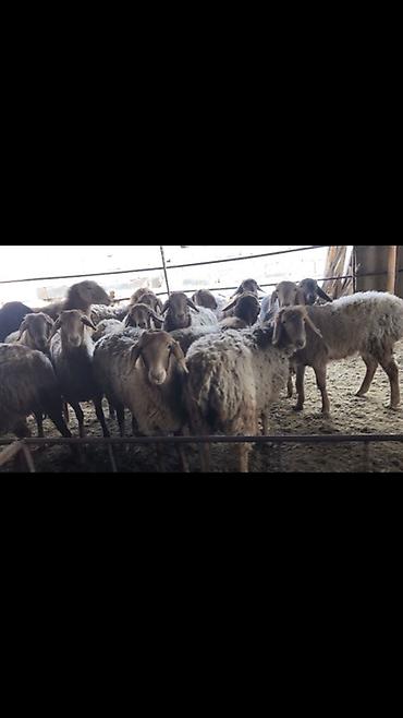 Баран, овца: Продаю | Овца (самка) | Для разведения — 1