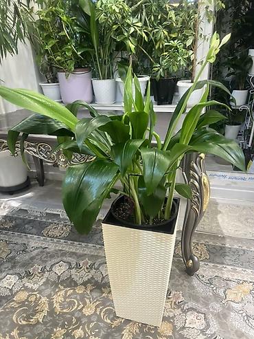 Фикусы: Фикус Бенджамина в напольных кашпо - Два взрослых деревца в отдельных — 16