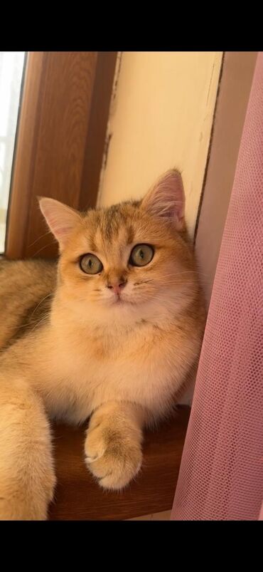 ən gözəl pişik adları: Золотая шиншилла, Самка
