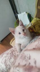 домик для кот: Очаровательный котёнок мальчик 2 месяца с розовыми ушками И хвостиком