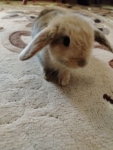 mal heyvan: Holland Lop dovşanı satılır – 1 aylıq Sumqayıtda yerləşir. Çox şirin
