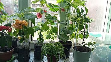 Другие комнатные растения: Абутилон (комнатный клен) — декоративное растение с крупными — 9