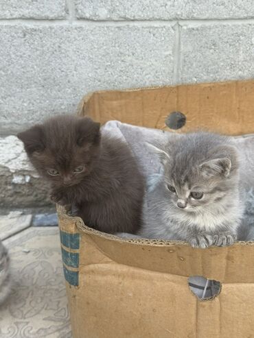 где можно купить шотландского вислоухого котенка: Котята, короткошёрстные, домашние. Мама породистая шотландская