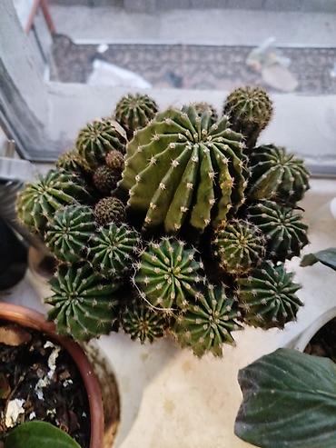 каланхоя: Комнатные растения – набор 1) Сансевиерия (Sansevieria trifasciata — 2