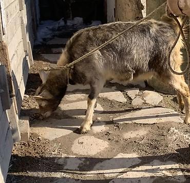 Козы, козлы: Продаю | Коза (самка) | Полукровка | Для разведения | Котные — 14