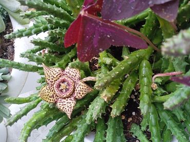 Otaq bitkiləri: Sukulənlər – müxtəlif növlər birbaşa qabda - Qab 1: Eyni qabda iki — 14