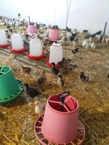 Птицы: 1 ayliq kent cucesidir qiymet 2 AZN 50.den yuxari alana 1,90 at lalafo.az Птицы: 1 ayliq kent cucesidir qiymet 2 AZN 50.den yuxari alana 1,90