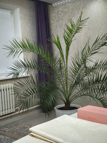 современные напольные вазы купить: Финиковая пальма (Phoenix) в декоративном кашпо. - Крупное комнатное
