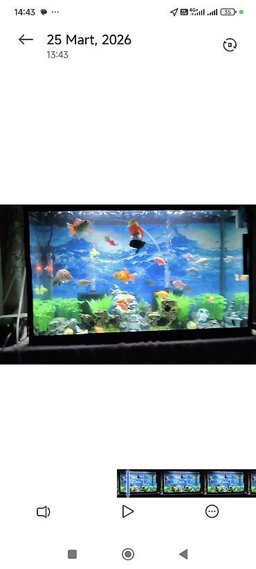 baliq akvarium: Dördbucaq akvarium, Boş, 96 l, Ünvandan götürmə — 2
