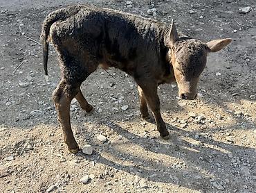 Коровы, быки: Продаю | Музоо, торпок — 7