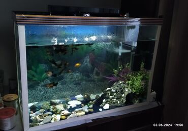 Akvariumlar: Akvarium Balıqları ile bir yerde . Akvarium in ölçüleri: 25*60*40cm