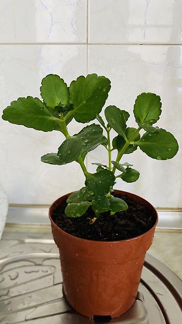 kala: Kalanxoe (Kalanchoe blossfeldiana) – saksı bitkisi - Rəngli, çoxlu — 6