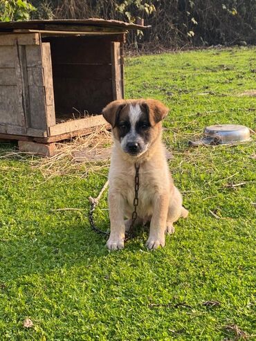 İtlər: Alabay, 1 ay, Erkek, Cütləşmə üçün, Ünvandan götürmə — 1