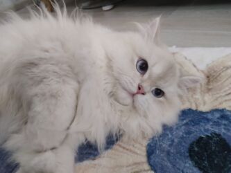 İtlər: Şinşilla, Erkək, Cütləşmə üçün, Ünvandan götürmə