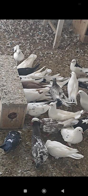 satılan atlar: Tərgizmə heyvanlardi kom satilir tek tek satilmir — 5