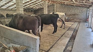 Коровы, быки: Продаю | Корова (самка) — 1