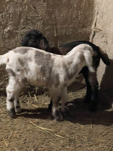 Козы, козлы: Продаю | Козлёнок | Для разведения — 13